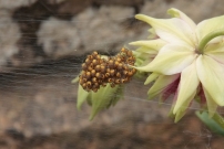 Des juvniles d'peire diadme (Araneae - Araneidae - Araneus diadematus)